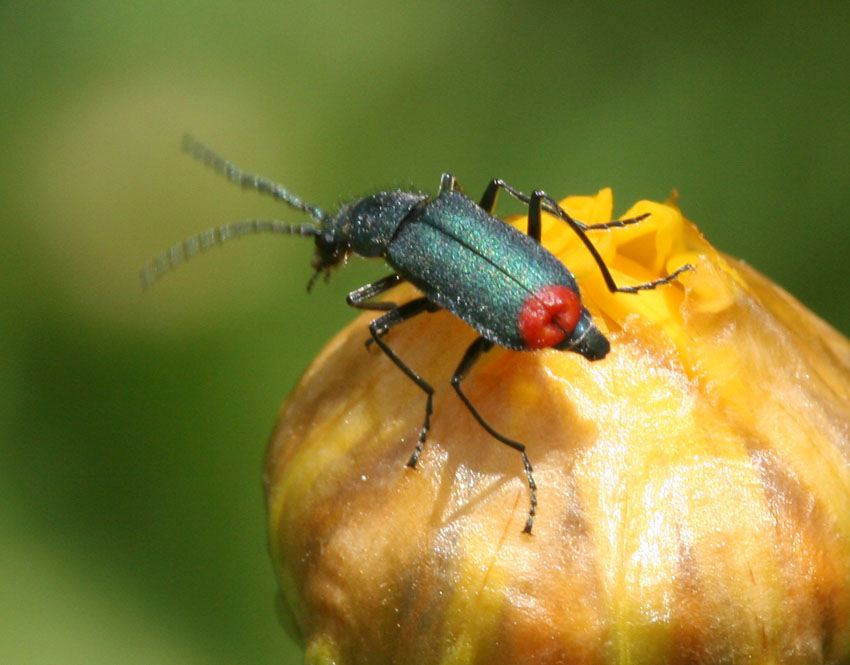 Clanoptilus spinipennis (cf.) della Sardegna